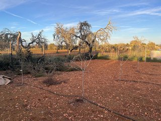 Terreno en venta en Algaida