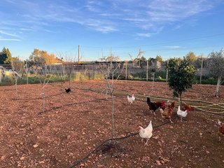 Terreno en venta en Algaida