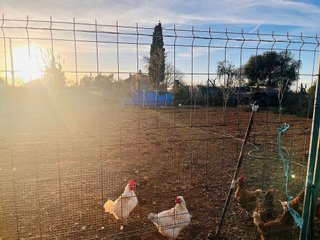 Terreno en venta en Algaida
