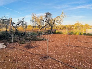 Terreno en venta en Algaida