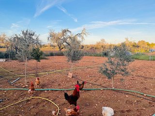 Terreno en venta en Algaida