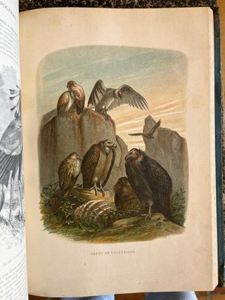 Libros Historia Natural Siglo XIX