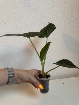 Alocasia Regal Shield Planta