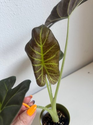 Alocasia Regal Shield Planta