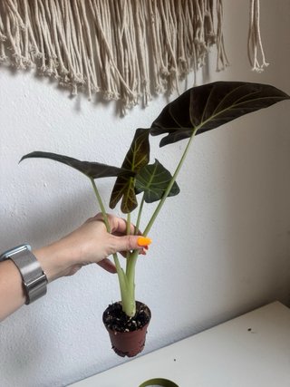Alocasia Regal Shield Planta