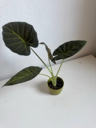 Alocasia Regal Shield Planta