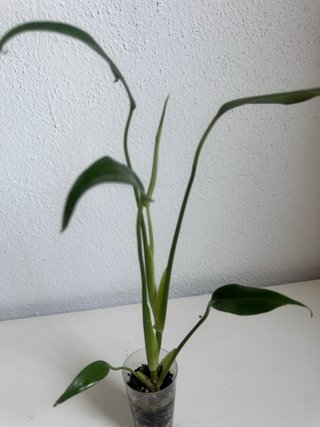 Monstera Burle Max