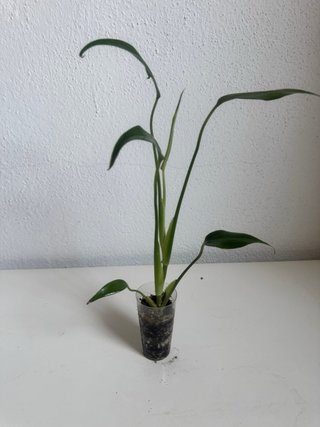 Monstera Burle Max