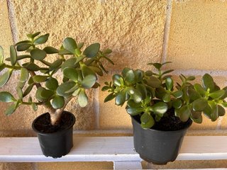 Árbol de Jade