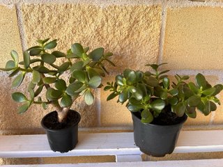 Árbol de Jade