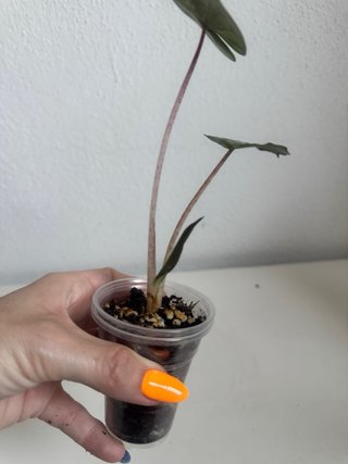 Alocasia Yucatán Princess