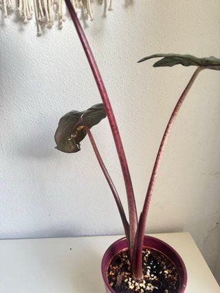 Alocasia Yucatán Princess
