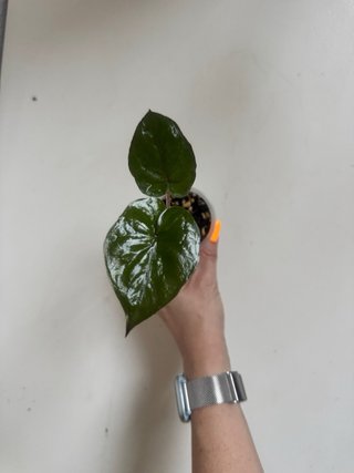 Alocasia Yucatán Princess