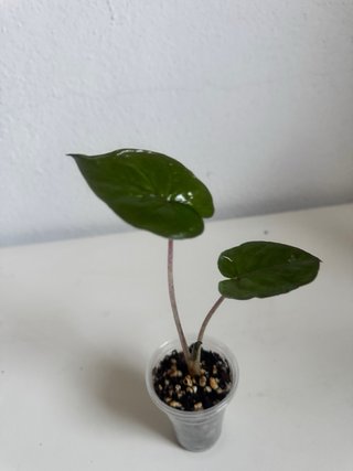 Alocasia Yucatán Princess