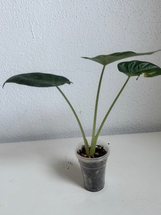 Alocasia Regal Shield Planta