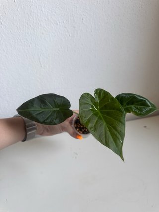 Alocasia Regal Shield Planta