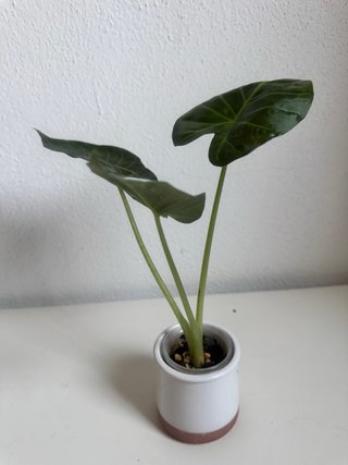 Alocasia Regal Shield Planta