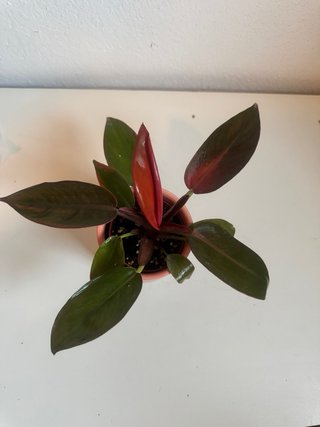 Philodendron Prince of Orange