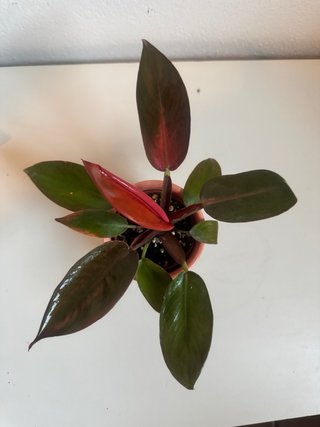 Philodendron Prince of Orange