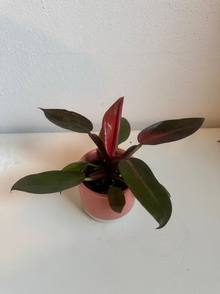 Philodendron Prince of Orange