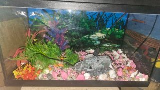Acuario 60e