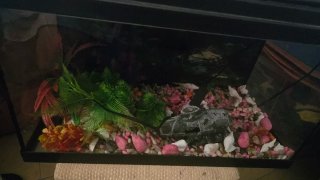 Acuario 60e