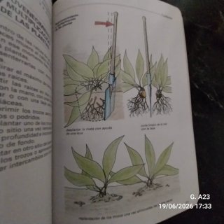 Flores y plantas de rocalla