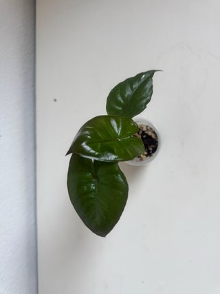 Alocasia Yucatán Princess