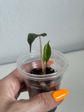 Alocasia Yucatán Princess
