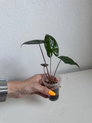 Alocasia Yucatán Princess