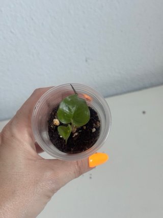 Alocasia Yucatán Princess