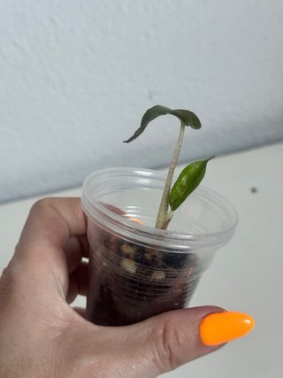 Alocasia Yucatán Princess