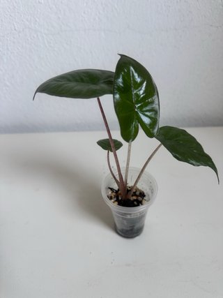Alocasia Yucatán Princess