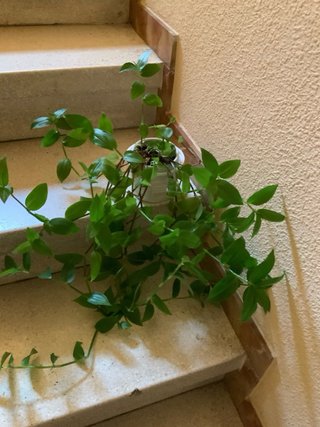 Planta natural verde