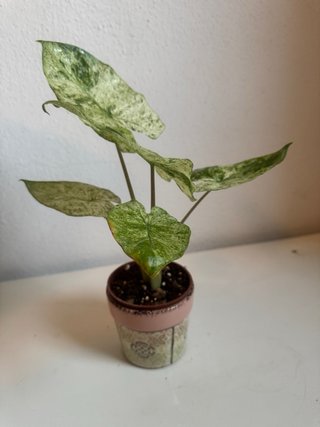 Alocasia Macrorrhiza Splash