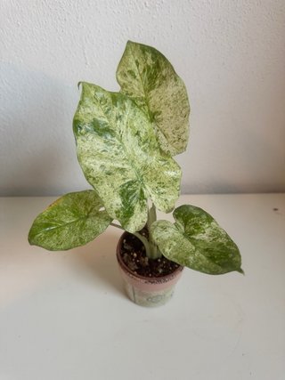Alocasia Macrorrhiza Splash