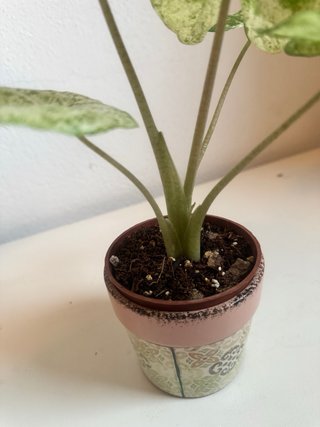 Alocasia Macrorrhiza Splash