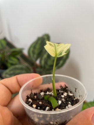 Monstera Adansonii Albo Variegada