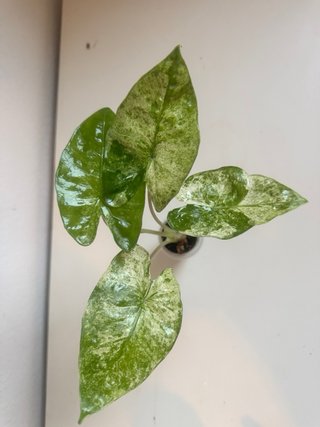 Alocasia Macrorrhiza Splash