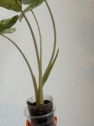 Alocasia Macrorrhiza Splash