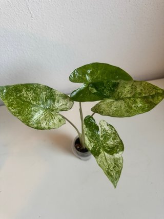Alocasia Macrorrhiza Splash