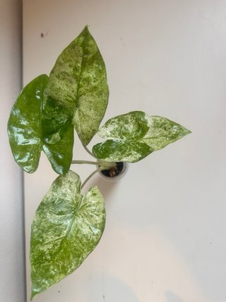 Alocasia Macrorrhiza Splash