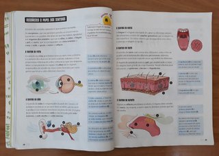 Ciencias da Natureza 4ºprimaria FanFest