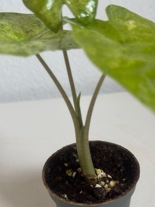 Alocasia Macrorrhiza Splash