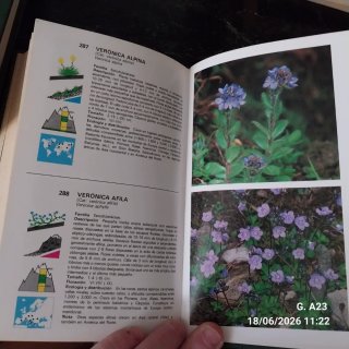 Guía de Flores de Montaña