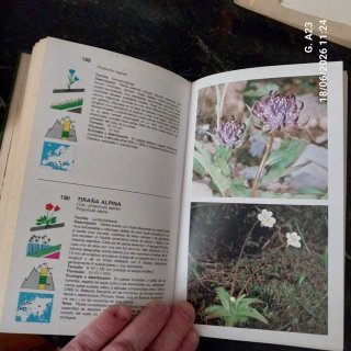 Guía de Flores de Montaña