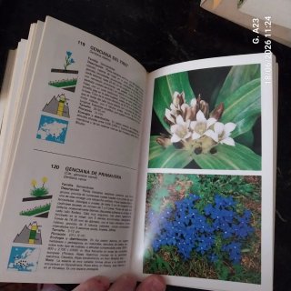 Guía de Flores de Montaña