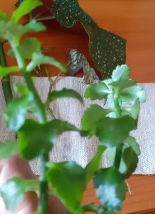 Vendo lotto di talee con radici