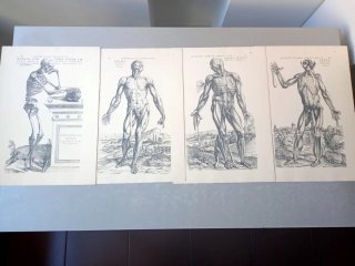 Andreae Vesalii, Selectio Tabvlarvm Nº XII, 1940