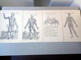 Andreae Vesalii, Selectio Tabvlarvm Nº XII, 1940